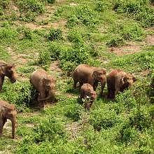 The herd walking wildly in the protected park
