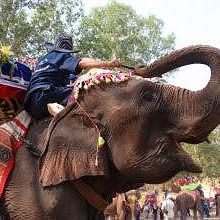 An elephant during the festival in february