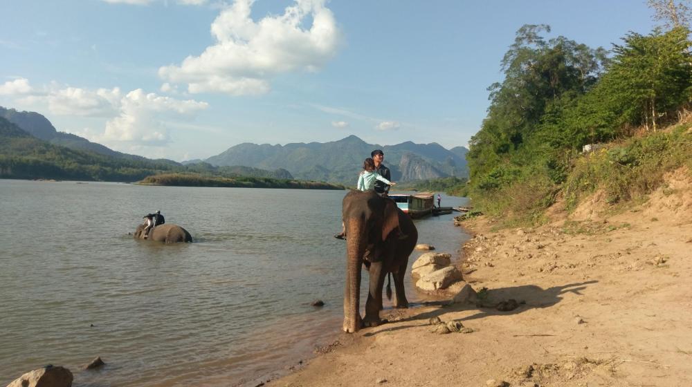 Rencontre avec les éléphants sur les bords du Mékong
