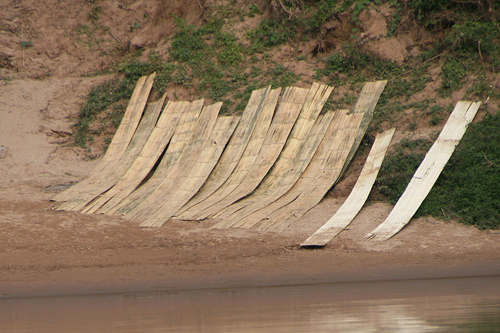 Bamboo drying on a sand bank of the Nam Ou River