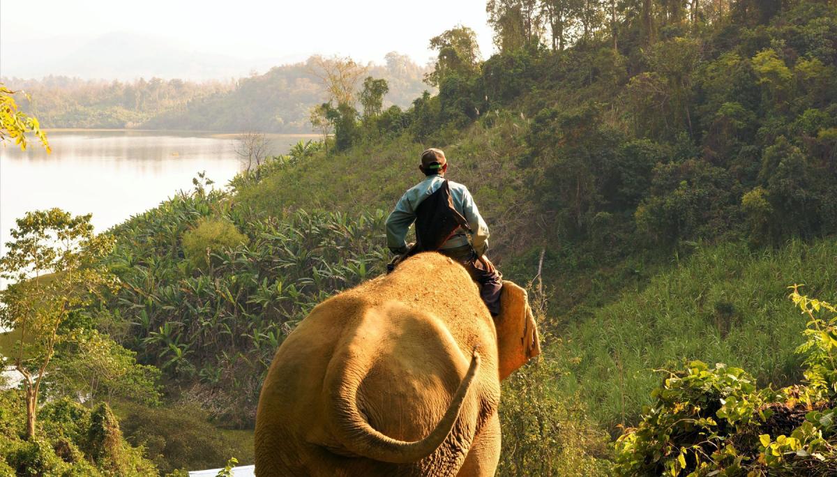 Elephant ride on the bank of the Mekong River, in Luang Prabang