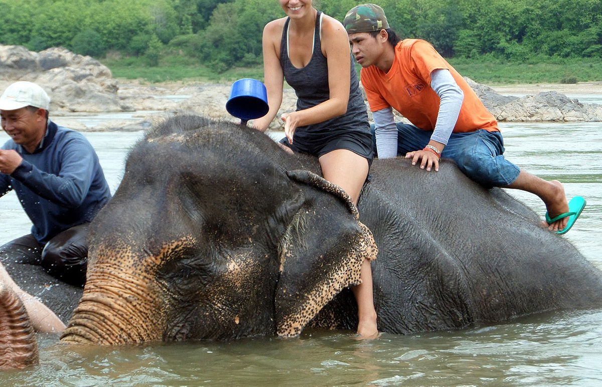 Ride or not riding elephant?