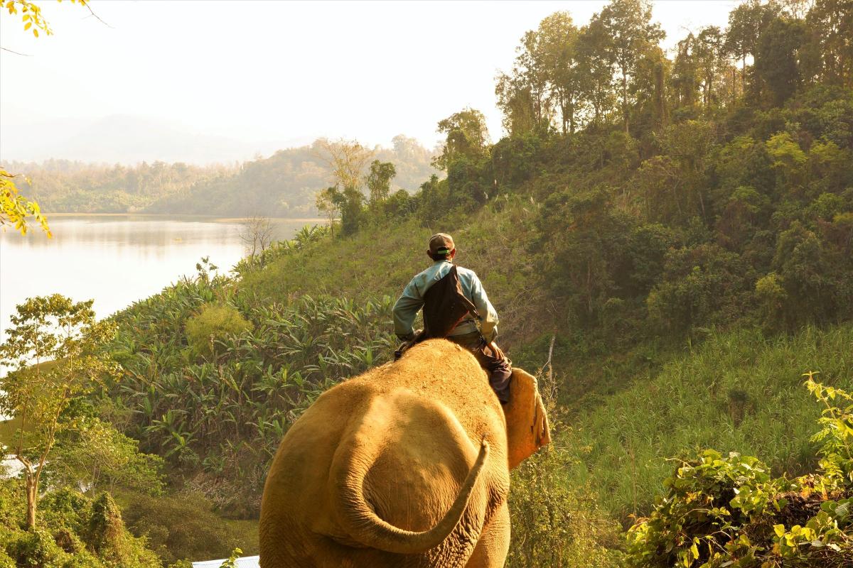 Elephant riding in the Lao jungle