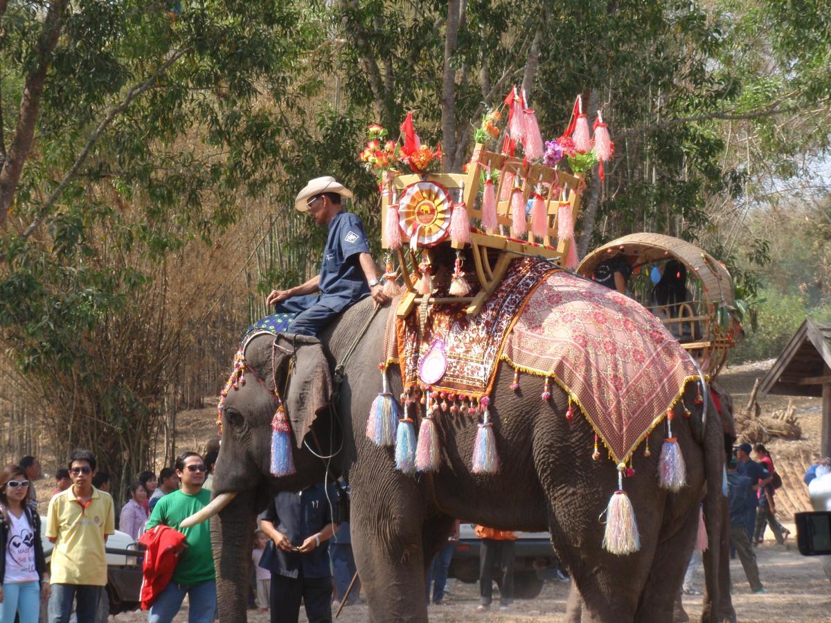Festival des éléphants en 2010