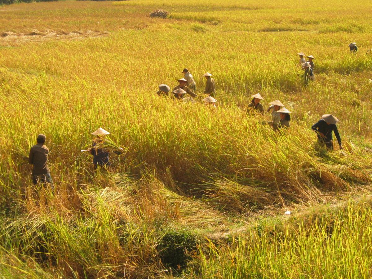 Rice fields behind Muang Ngoi, in Ban Na village
