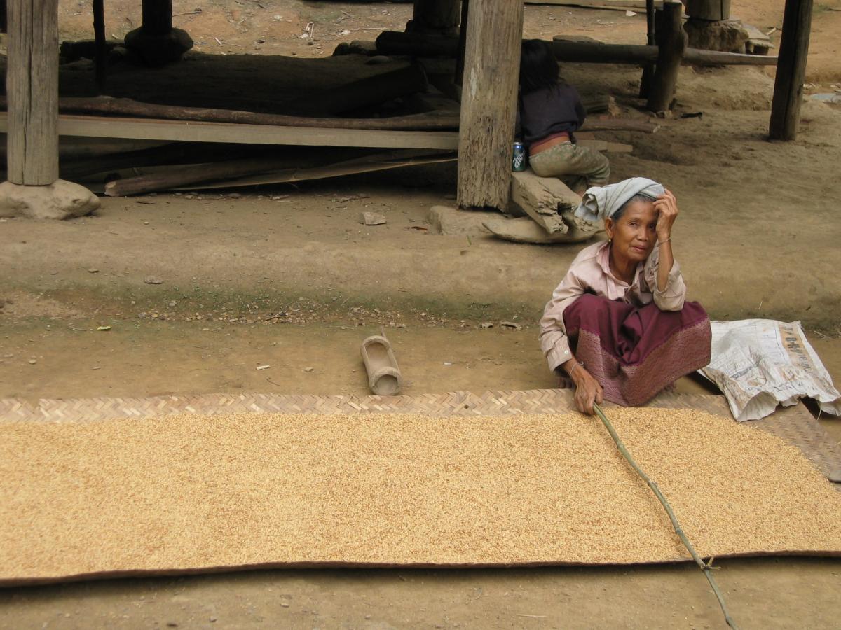 Rice, the main activity in the area