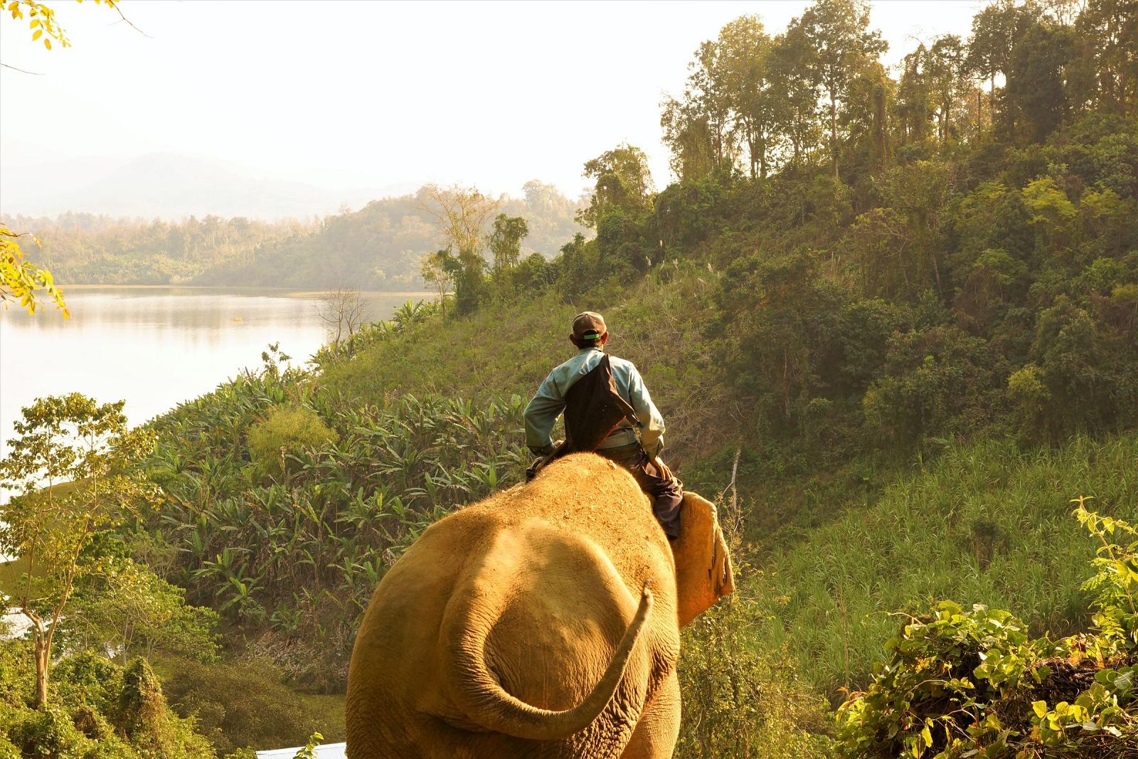 Elephant riding in the Lao jungle