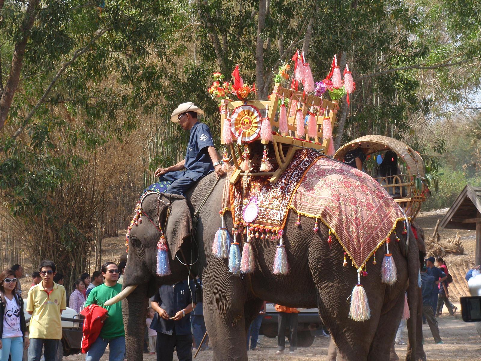 Festival des éléphants en 2010