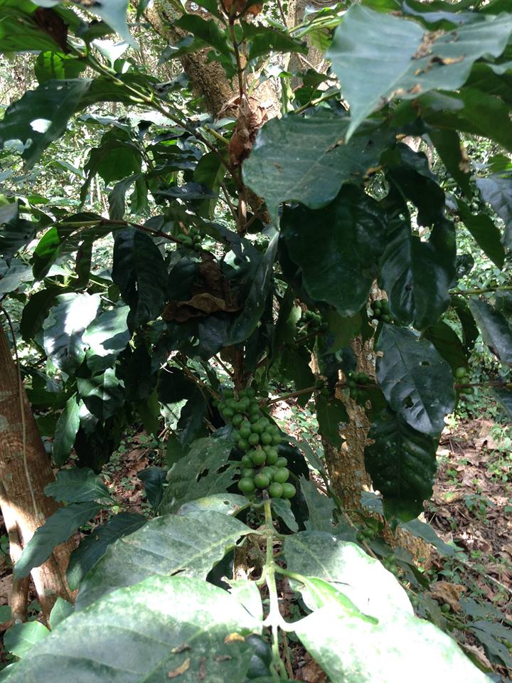 A coffee tree, in a village close to Luang Prabang