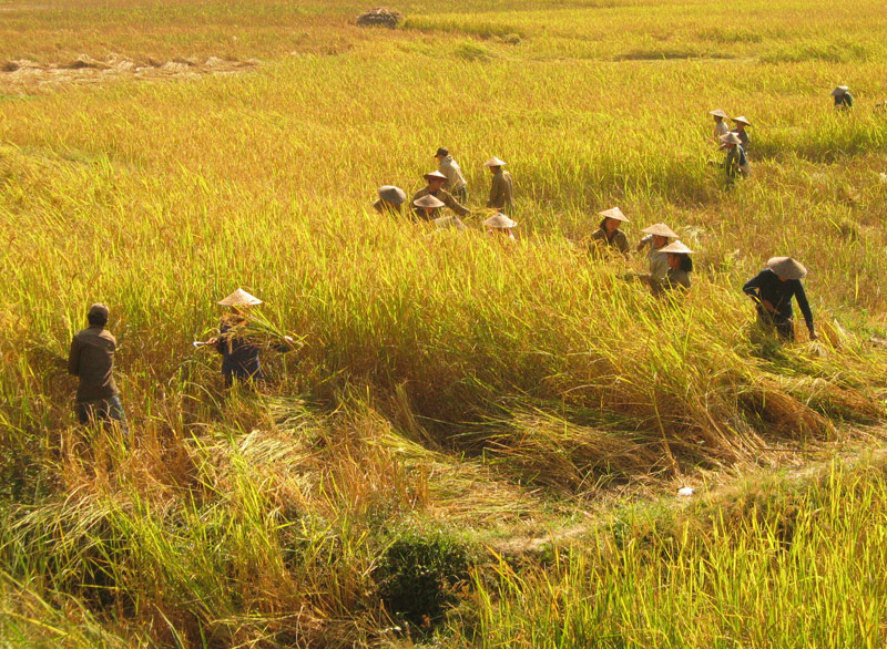 Rice fields in Muang Ngoi