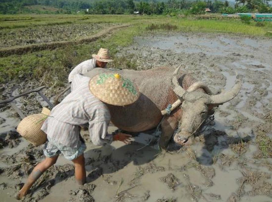 Living Land : sticky mud