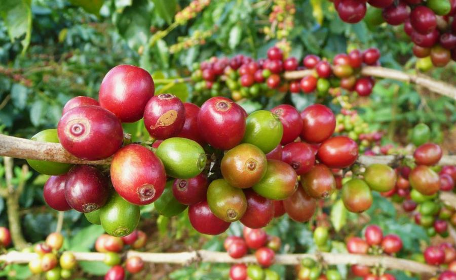 Coffee in Luang Prabang by Saffron Coffee Coffee in Luang Prabang by Saffron Coffee