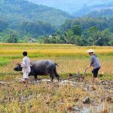 Farming rice with the Lao rice farmers