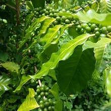Coffee beans during the rainy season