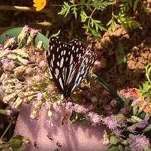Butterfly farm in Luang Prabang - plenty of species - 2