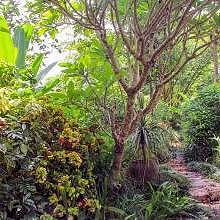 Little trek in a tropical garden facing the Mekong River