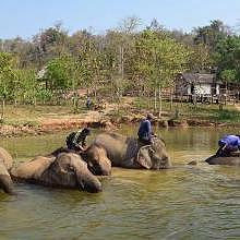 Family bathing at the Elephant Conservation Center of Sayaboury